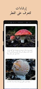 تحميل تطبيق Picture Mushroom مهكر Apk للاندرويد والايفون 2025 اخر اصدار مجانا