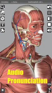 تحميل تطبيق 3D Anatomy مهكر Apk للاندرويد والايفون 2025 اخر اصدار مجانا